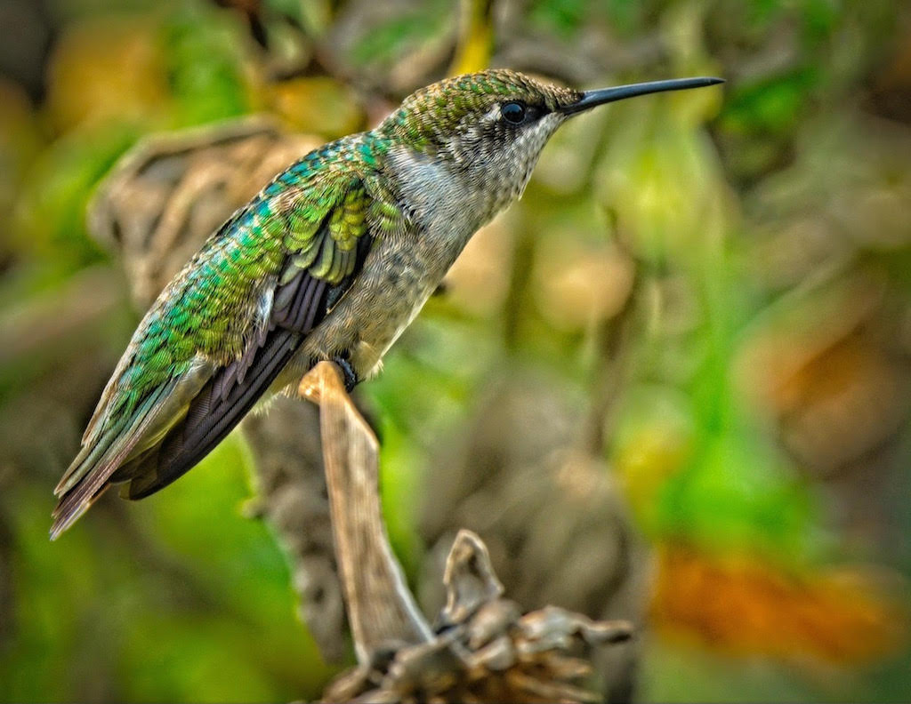 Ruby-throated Hummingbird - Longfellow Gardens - Minneapolis, Minnesota